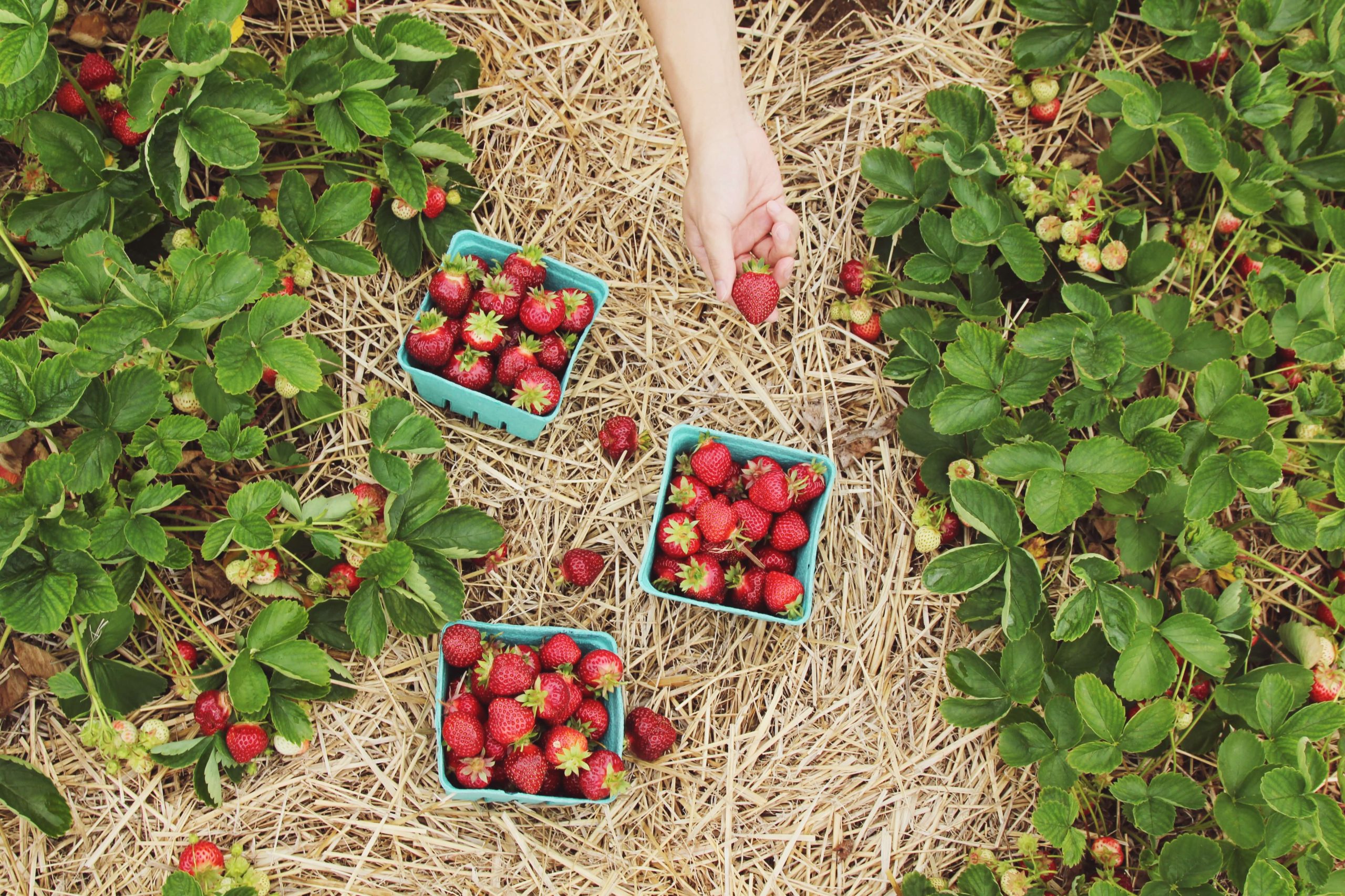 strawberry picking