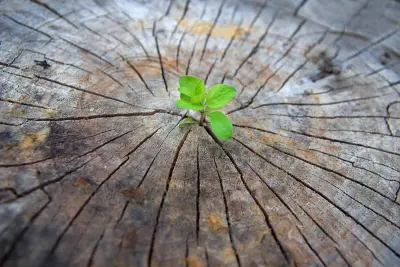 sprouting plant