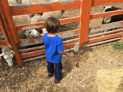 feed animals